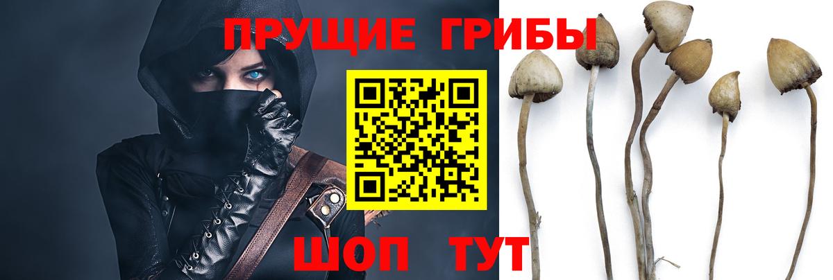 Псилоцибиновые грибы прущие грибы  Вход с VPN  Луховицы 
